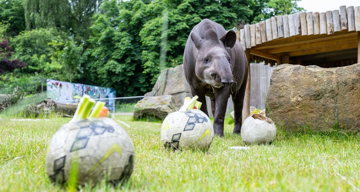 „Football for Forests“ übernimmt die offizielle Patenschaft des EURO-Orakels Tapir Theo