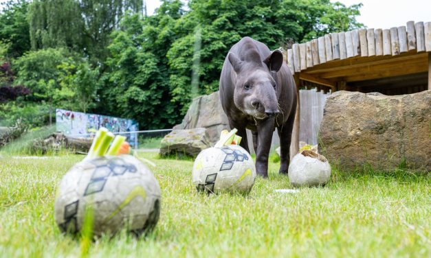 „Football for Forests“ übernimmt die offizielle Patenschaft des EURO-Orakels Tapir Theo