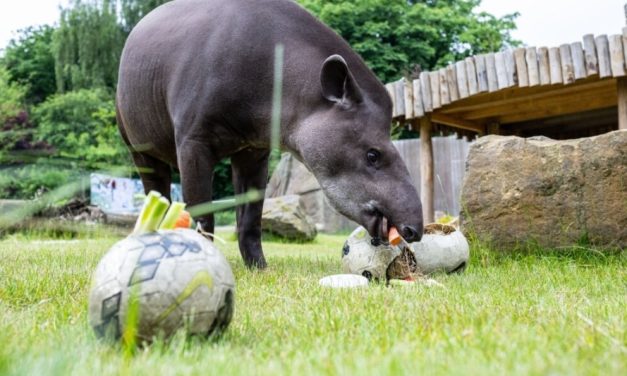 كرة القدم من أجل الغابات” الراعي الرسمي لتوقعات ثيو”