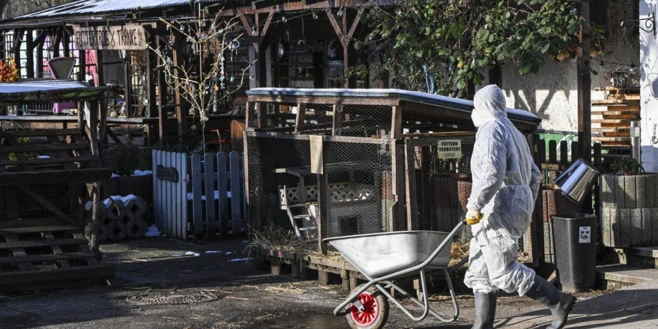 Berlin ist wieder MKS-frei